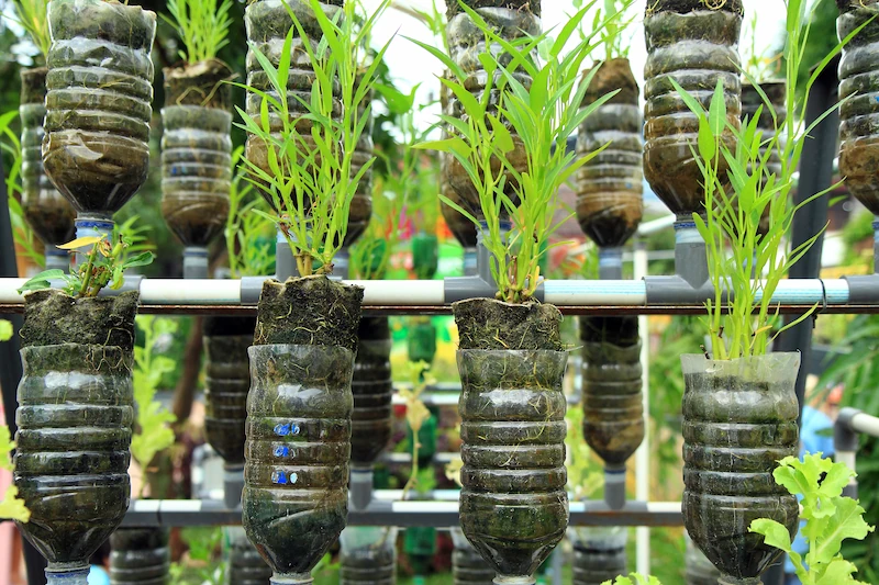 hidroponik botol bekas air mineral