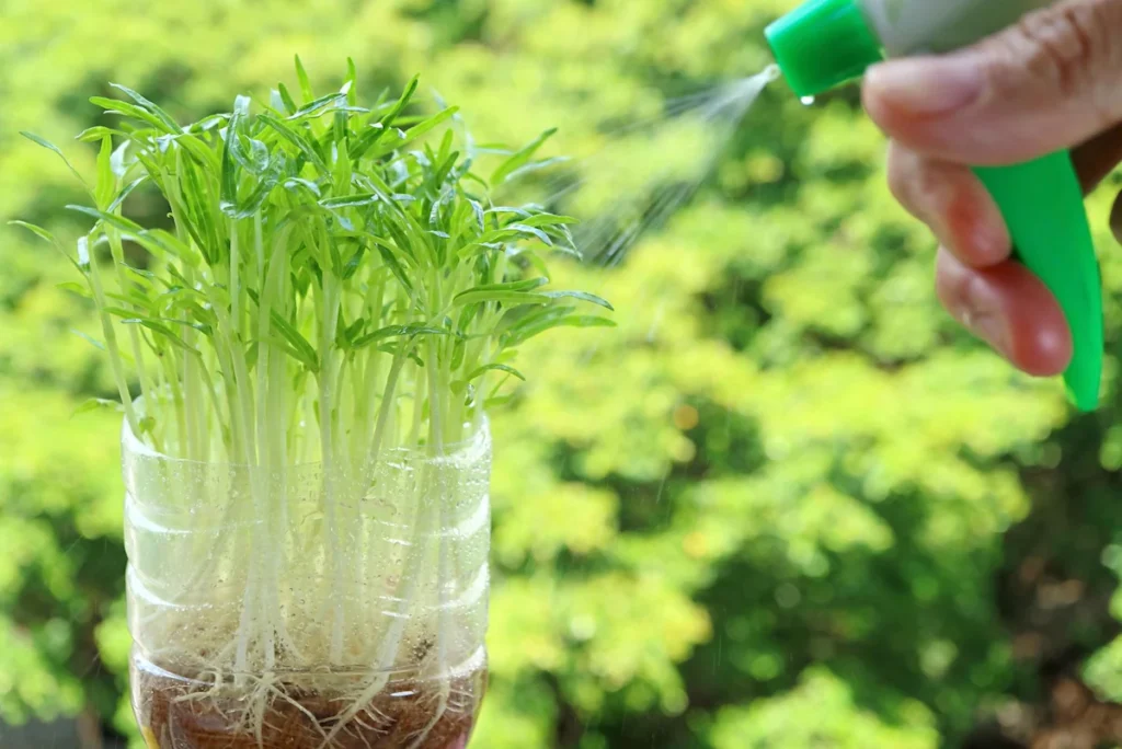 cara menanam kangkung hidroponik dengan botol bekas