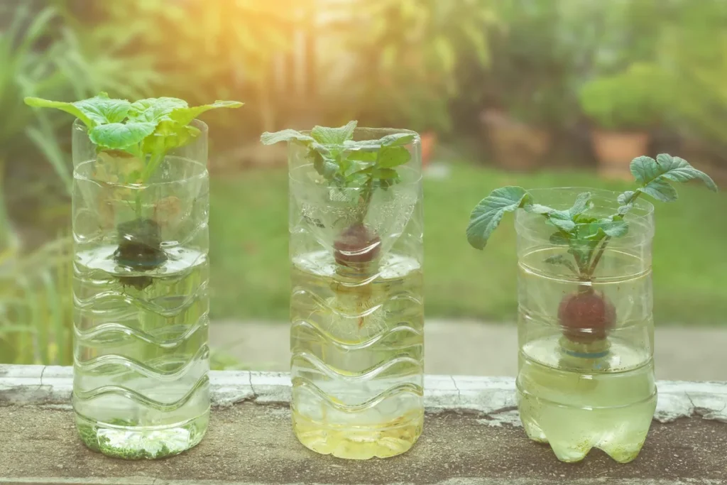 cara menanam bayam hidroponik