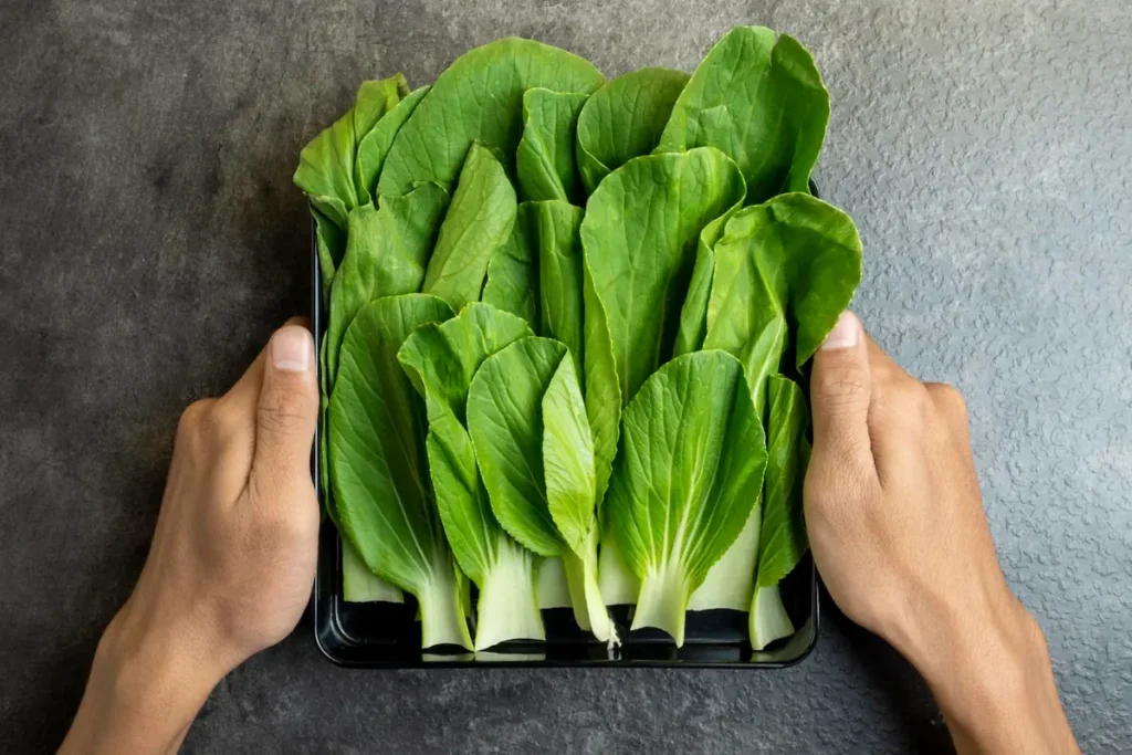 cara menanam pakcoy hidroponik