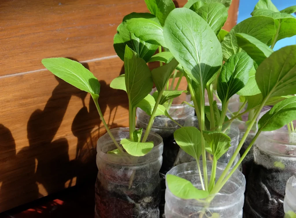 cara menanam sawi di botol bekas